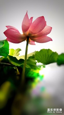 帶雨荷花