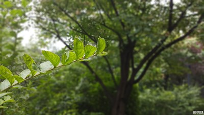 微距之樹葉