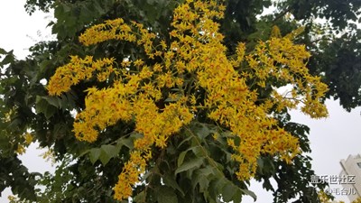 夏天到了，秦皇島馬路兩邊盡是這種花卉和果子