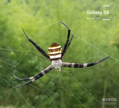 捕食者