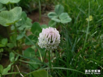 c9pro微距的近距離植物