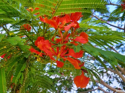 鳳凰花開的路口