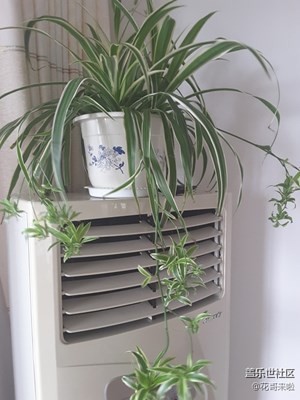 我養(yǎng)的不同品種的吊蘭