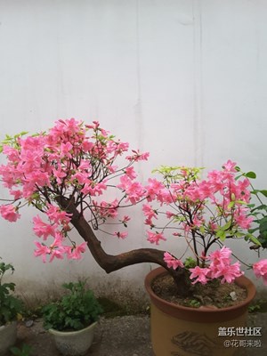 自己養(yǎng)的迎山紅