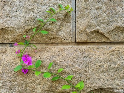 【蓋樂世社區(qū)2周年慶 】+ 韌  +廈門+頑強的生命