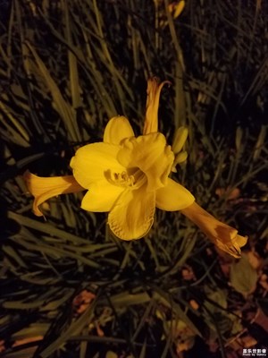 小黃花