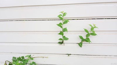 【蓋樂(lè)世社區(qū)2周年慶 】+ 韌 +江蘇鹽城+老屋里的韌