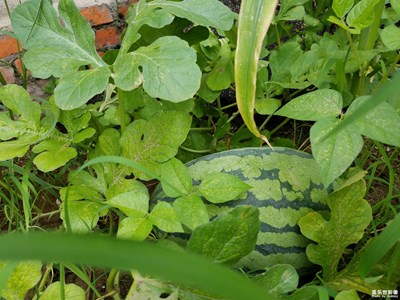 植物認(rèn)知篇之一(回趟鄉(xiāng)下老家)