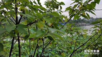 雨后清晨