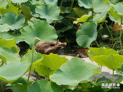 水生物來一組