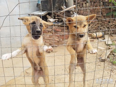 一組忠實(shí)的朋友dog