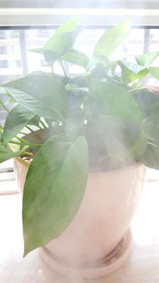 【蓋樂(lè)世社區(qū)2周年慶 三位一體 】  +江蘇鹽城+霧