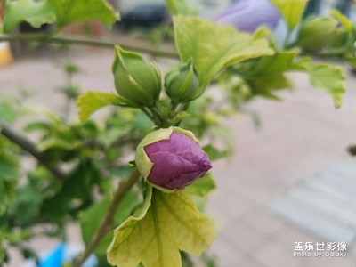 綻放與花蕾