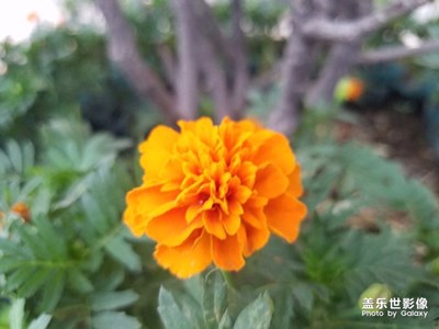隨手拍芙蓉
