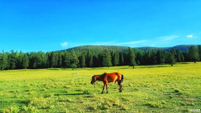 天山腳下，幽美牧場