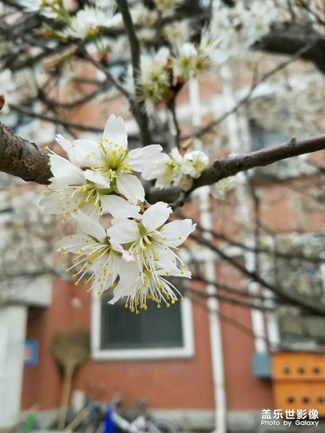 春風(fēng)十里不及那年