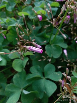 C5 Pro隨手拍……