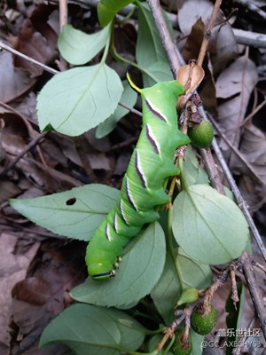 家鄉(xiāng)景色