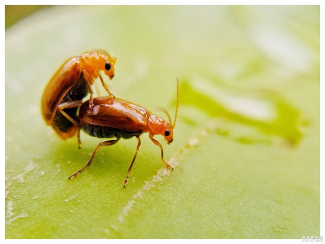 每周精帖匯【第66期：為四川、新疆、甘肅等受災(zāi)同胞祈?！? src="http://m.tfjyzx.com//Upload/IMAGES/17/0809/7a80ceeae16849fb912df9f8a214f664_650x0.png"/></p><p><span style="color: rgb(255, 0, 0); font-size: 18px;"><strong>2.【新機(jī)評測】</strong></span></p><p><a href="http://m.tfjyzx.com/thread-370410-5-66.html" target="_blank" textvalue="· 領(lǐng)世旗艦8上手體驗(yàn)"><strong>· </strong>領(lǐng)世旗艦8上手體驗(yàn)</a>　　　<span style="color: rgb(255, 0, 0); font-size: 18px;"></span>作者：Thuei Keung</p><p style="text-align: center;"><img title=