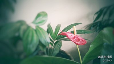 朝花夕拾01（重拍）