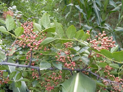 家鄉(xiāng)特產(chǎn)