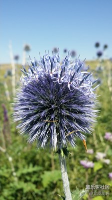 山上的野花為誰開