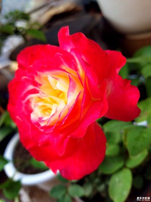 花中之魁
