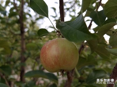 勝過雙攝效果