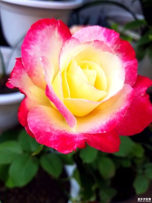 玫瑰花