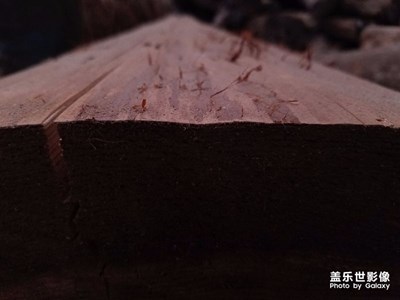 八月隨拍。
