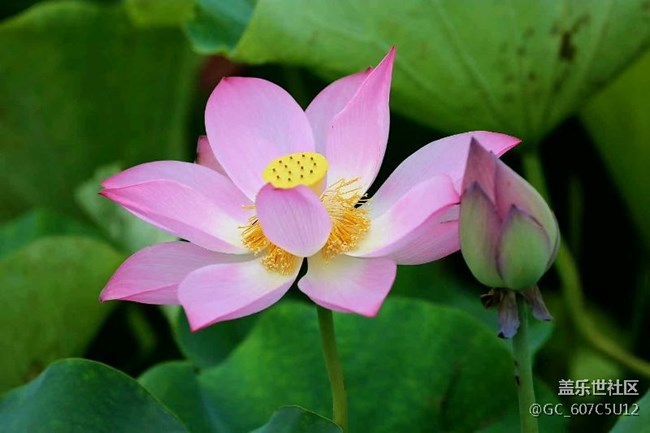 荷花