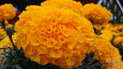 那些花兒（二）