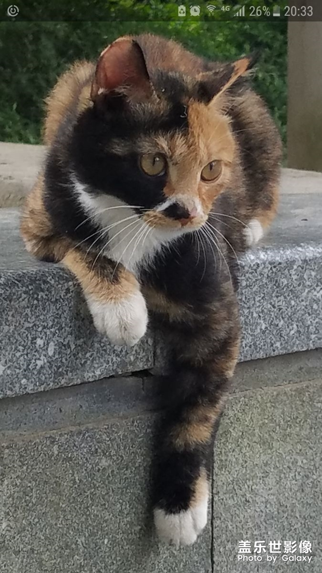 貓咪