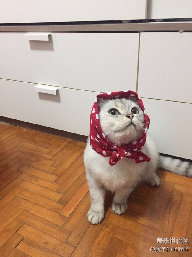 亞寵展，看了就想開(kāi)一個(gè)寵物店!