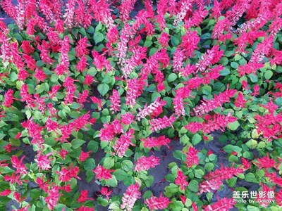 一串紅