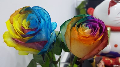 《致愛(ài)七夕》+玫瑰玫瑰我愛(ài)你