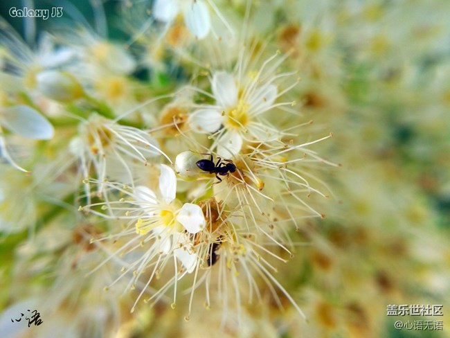 圖說三星Ga;axy J3