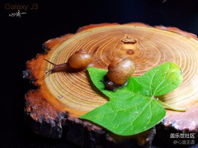 圖說三星Ga;axy J3