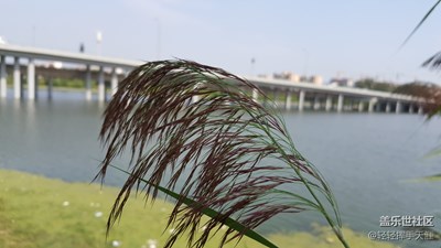 偶遇蘆葦草