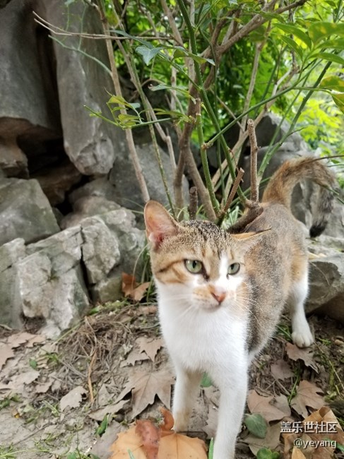 前幾天在公園里拍的照片