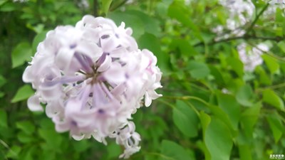 這個(gè)球球是什么花