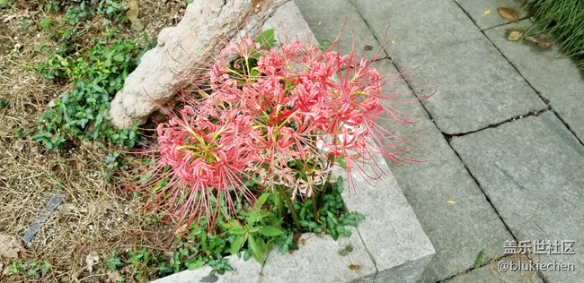 大觀園游走主題