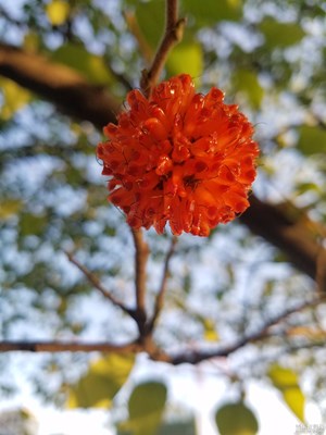 構樹果實