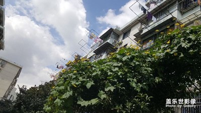 《色彩》+綠和黃