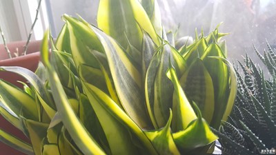 好像沒(méi)長(zhǎng)好，有沒(méi)有高手給指點(diǎn)一下
