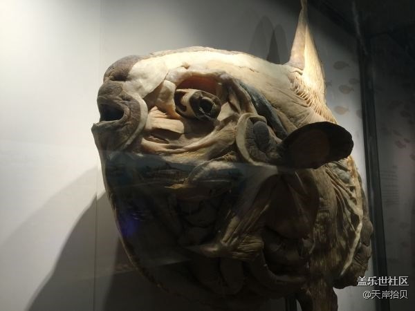 于公子帶你走進(jìn)上海自然博物館 于公子帶你走進(jìn)上海自然博物館