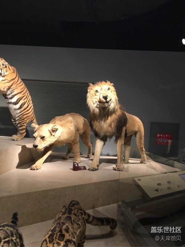 于公子帶你走進(jìn)上海自然博物館 于公子帶你走進(jìn)上海自然博物館