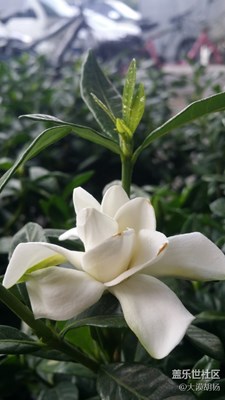 梔子花開十里香