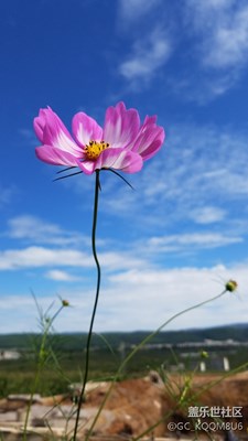 藍天，花，白云