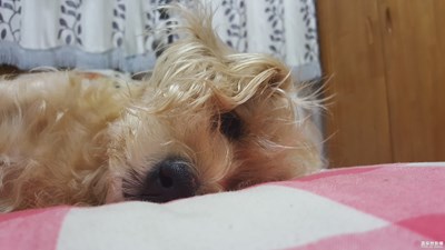 我倒，倒，倒
